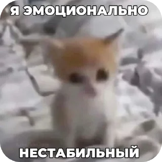 🐱 emoji для важных переговоров Telegram sticker 22 of 120