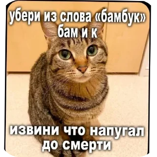 🐱 emoji для важных переговоров Telegram sticker 14 of 120