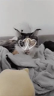 🌟 emoji Я люблю свою кошку, я ее съем Telegram sticker 1 of 39