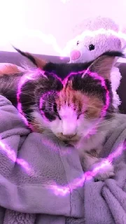 🌟 emoji Я люблю свою кошку, я ее съем Telegram sticker 21 of 39