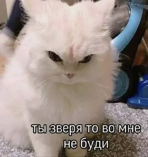 🌟 emoji котики мя Telegram sticker 14 of 77