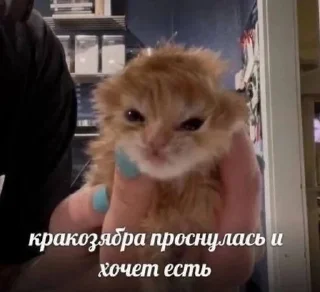 🌟 emoji котики мя Telegram sticker 3 of 77