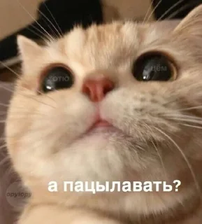 🌟 emoji котики мя Telegram sticker 9 of 77