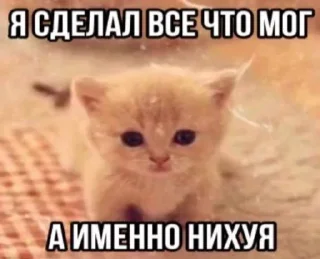 🌟 emoji котики мя Telegram sticker 7 of 77