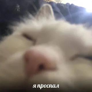🌟 emoji котики мя Telegram sticker 11 of 77
