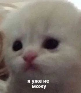 🌟 emoji котики мя Telegram sticker 16 of 77