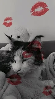 🌟 emoji Я люблю свою кошку, я ее съем Telegram sticker 5 of 39