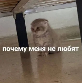 🌟 emoji котики мя Telegram sticker 5 of 77