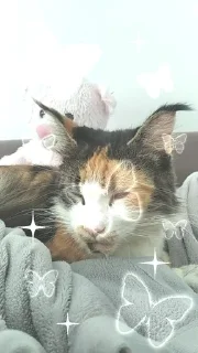 🌟 emoji Я люблю свою кошку, я ее съем Telegram sticker 6 of 39