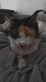 🌟 emoji Я люблю свою кошку, я ее съем Telegram sticker 18 of 39