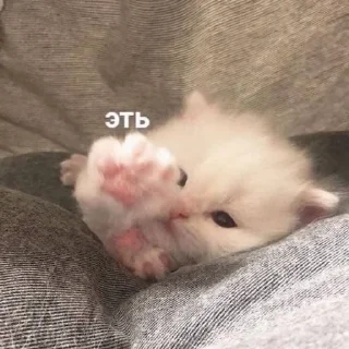 🌟 emoji котики мя Telegram sticker 4 of 77