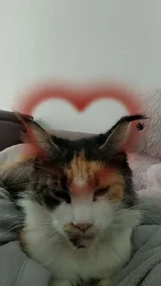 🌟 emoji Я люблю свою кошку, я ее съем Telegram sticker 17 of 39