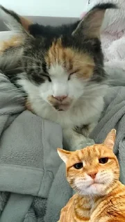 🌟 emoji Я люблю свою кошку, я ее съем Telegram sticker 22 of 39