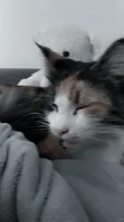 🌟 emoji Я люблю свою кошку, я ее съем Telegram sticker 11 of 39