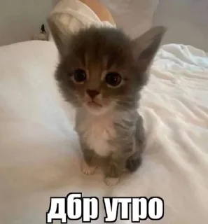 🌟 emoji котики мя Telegram sticker 2 of 77