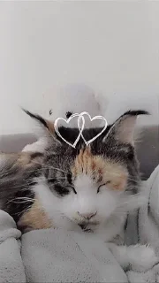 🌟 emoji Я люблю свою кошку, я ее съем Telegram sticker 3 of 39