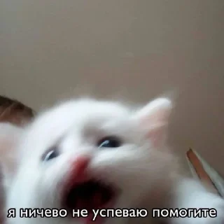 🌟 emoji котики мя Telegram sticker 17 of 77