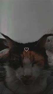 🌟 emoji Я люблю свою кошку, я ее съем Telegram sticker 15 of 39