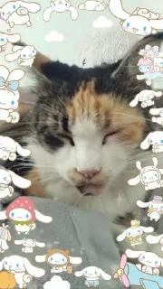 🌟 emoji Я люблю свою кошку, я ее съем Telegram sticker 12 of 39