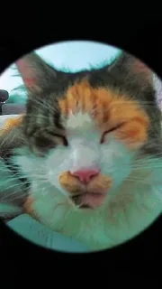 🌟 emoji Я люблю свою кошку, я ее съем Telegram sticker 24 of 39