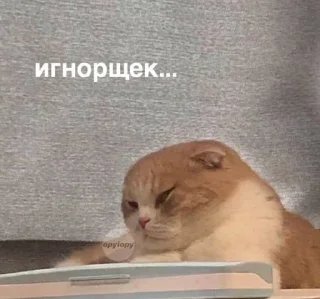 🌟 emoji котики мя Telegram sticker 22 of 77