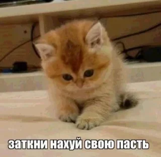 🌟 emoji котики мя Telegram sticker 21 of 77