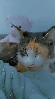 🌟 emoji Я люблю свою кошку, я ее съем Telegram sticker 4 of 39