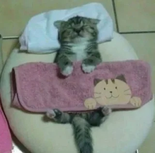 Sticker from котики