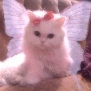 Sticker from Котята
