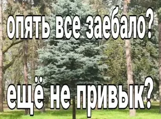 Sticker from кинн-момент. ᶦᵃᵐⁿᵒᵗʷʷᵉˡˡ