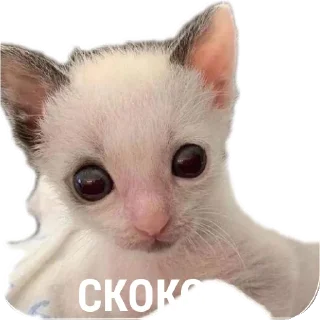 🐱 emoji МИЛЫЕ КОТИКИ Telegram sticker 13 of 20