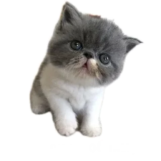 🐱 emoji МИЛЫЕ КОТИКИ Telegram sticker 15 of 20