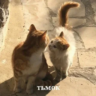 Sticker from котики