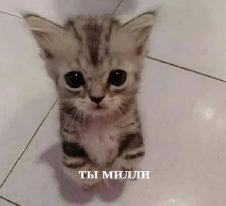Sticker from котики