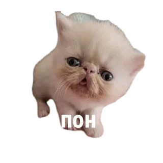 🐱 emoji МИЛЫЕ КОТИКИ Telegram sticker 14 of 20