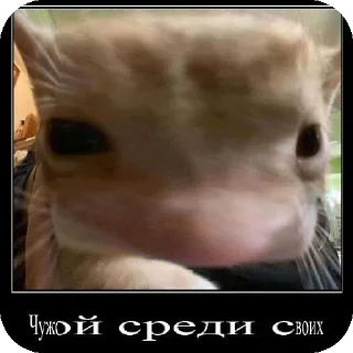 🔥 emoji МИЛЫЕ КОТИКИ Telegram sticker 20 of 20