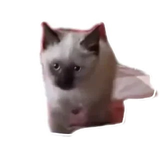 🐱 emoji МИЛЫЕ КОТИКИ Telegram sticker 6 of 20