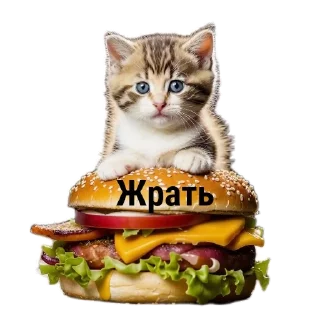 🐱 emoji МИЛЫЕ КОТИКИ Telegram sticker 11 of 20