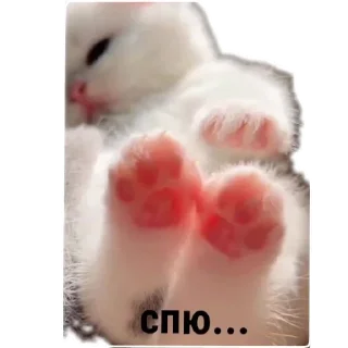 ❤ emoji МИЛЫЕ КОТИКИ Telegram sticker 2 of 20