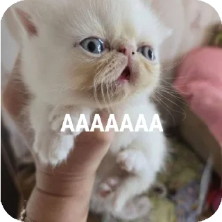 🐱 emoji МИЛЫЕ КОТИКИ Telegram sticker 17 of 20