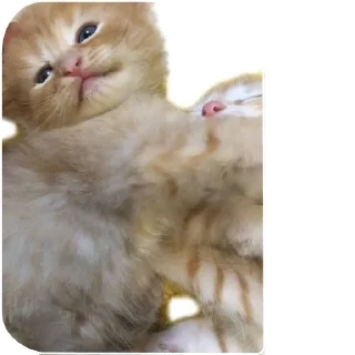 ❤ emoji МИЛЫЕ КОТИКИ Telegram sticker 5 of 20