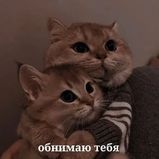 Sticker from котики