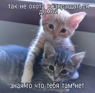 Sticker from Mяуу