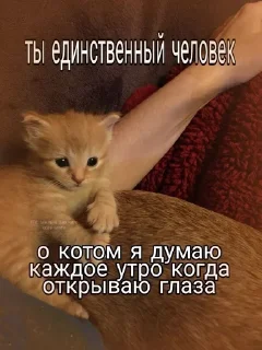 Sticker from Mяуу