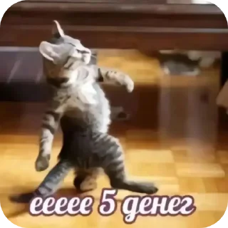 🐈 emoji 🤑 Telegram sticker 8 of 31