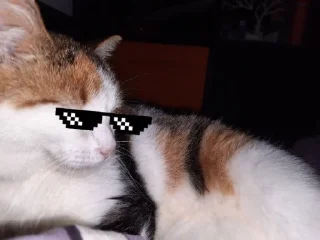 Sticker from 🤑Мурзик🤑