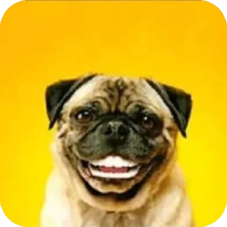 🐶 emoji @STICKRULE <- БОЛЬШЕ Telegram sticker 23 of 45