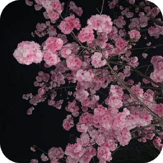 Sticker from NATURE @kerixadapter