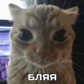 🐈 emoji mao mao Telegram sticker 13 of 61