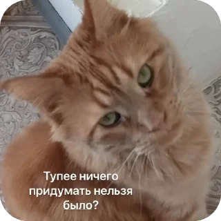 🌟 emoji Kotikiorvishegor Telegram sticker 16 of 104